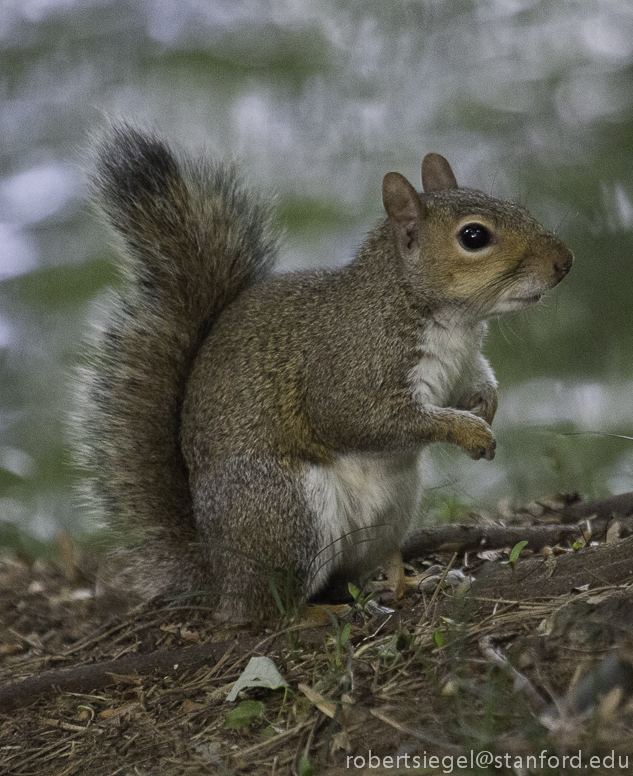 squirrel 